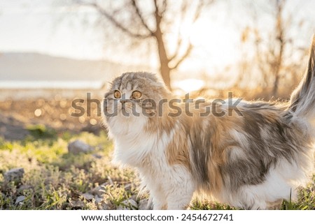 Similar – Foto Bild Lustige schottische Faltkatze schaut neugierig aus dem Karton