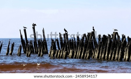 Foto Bild Kormorane sitzen auf Buhnen in der Ostsee