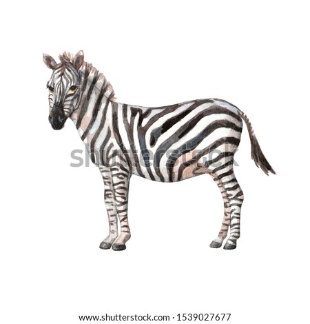 Watercolor zebra on white bacground .Illustration.Clip-art.