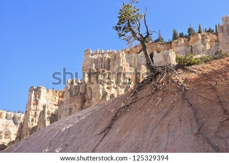Tree roots cling to a white dune of sand and linestone in front of a white \'castle\' at Bryce Canyon National Park, Utah
