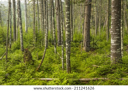 A lush evergreen forest near Ferd\'s Bog in the Adirondack Mountains of New York