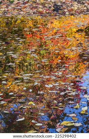 Autumn leaves float on the surface of water with colorful trees reflected behind in Prospect Park, Brooklyn.