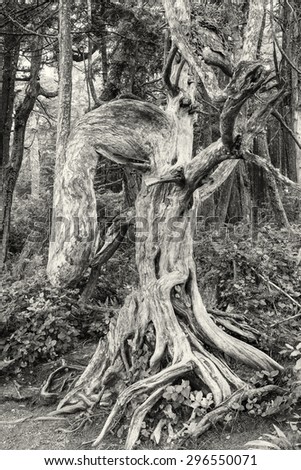 A gnarled, elephantine tree on the Lighthouse Loop of the Wild Pacific Trail in Ucluelet, Vancouver Island, British Columbia (B&W)