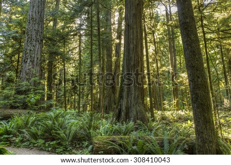 Giant Douglas Fir, red cedar trees and ferns bathed in sunlight in Cathedral Grove, MacMillan Provincial Park, Vancouver Island, BC