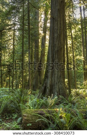 Giant Douglas Fir, red cedar trees and ferns bathed in sunlight in Cathedral Grove, MacMillan Provincial Park, Vancouver Island, BC