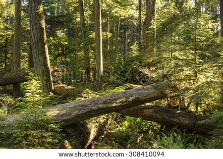 Saplings grow amongst downed giant Douglas Fir trees in Cathedral Grove, MacMillan Provincial Park, Vancouver Island, BC