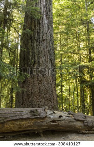Giant Douglas Fir trees in Cathedral Grove, MacMillan Provincial Park, Vancouver Island, BC