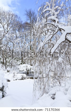 Willow in the snow in the Vale of Cashmere in Prospect Park, Brooklyn after the January 2011 snowstorm