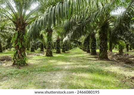 Similar – Image, Stock Photo A palm tree grows in the courtyard of a building