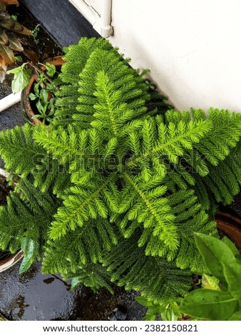 Similar – Image, Stock Photo Small star shaped water plants (water star) on still murky water reflecting trees