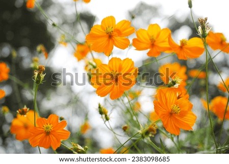 Similar – Image, Stock Photo Orange and Pink flowers in garden