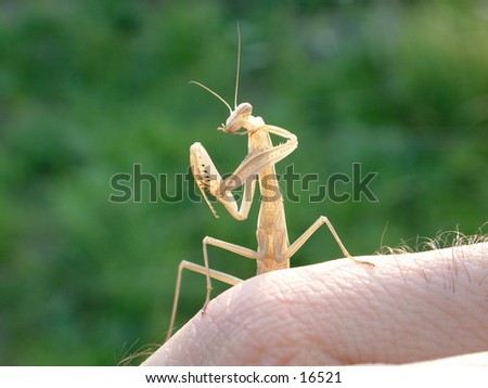 brown praying mantis on my palm cleaning tips of its front legs