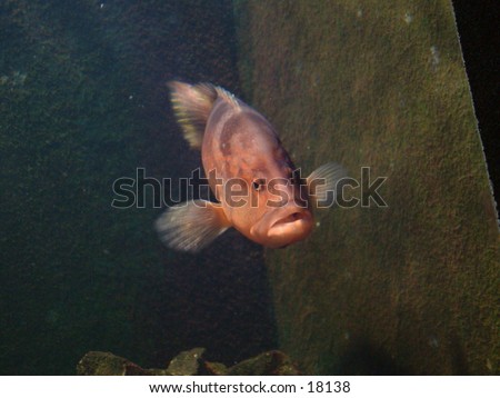 aquarium fat lipped fish
