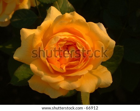 dimmed, yellow, morning rose: twinge of jealousy emerge