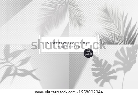 Set of shadow background overlays. Realistic Shadow mock up scenes. Transparent shadow of tropical leaves. Vector illustration Foto stock © 