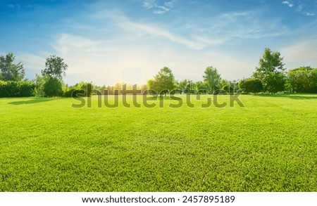 Similar – Foto Bild Wald im Gegenlicht Baum