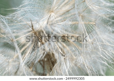 Similar – Image, Stock Photo Fluffy soft seed umbels on already withered stems