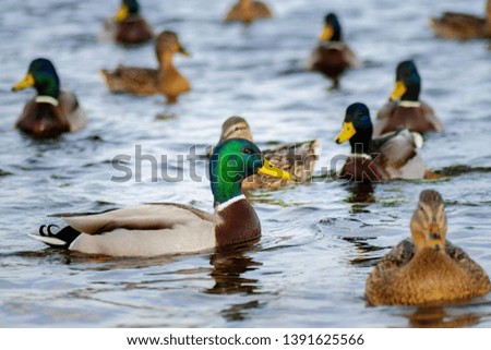 Similar – Foto Bild Männlicher Schwimmer schwimmt zwischen den Meereswellen