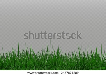 Grass border, vector illustration. Vector grass, lawn. Grass png, lawn png. Green grass with sun glare.