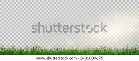 Grass border, vector illustration. Vector grass, lawn. Grass png, lawn png. Green grass with sun glare.