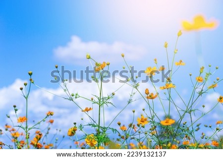 Similar – Image, Stock Photo Meadow and yellow flowers behind a wire mesh fence