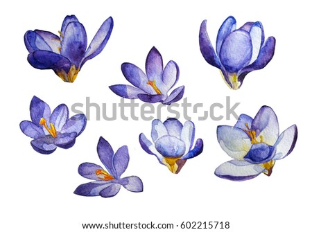 Similar – Image, Stock Photo Flowery Crocus flowers