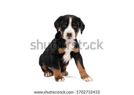 Similar – Image, Stock Photo Appenzeller mountain dog in the hallway