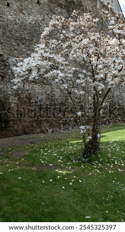 Similar – Foto Bild Magnolienbaum im Frühling