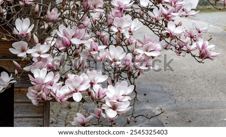 Similar – Foto Bild Magnolienbaum im Frühling