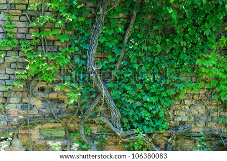 Old brick wall with climbing plant