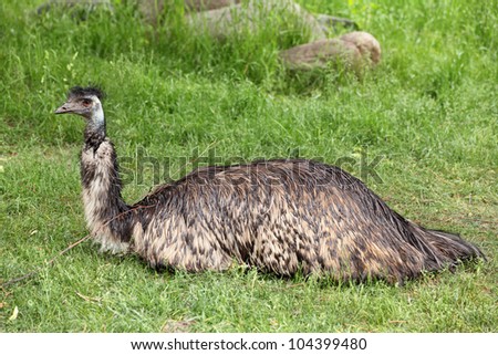 Emu (Dromaius novaehollandiae) sitting on the green grass - Stock Image ...