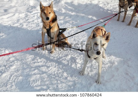 Harnessed in a cart sled dogs. Siberian Husky