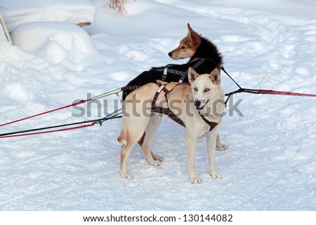 Harnessed in a cart sled dogs. Siberian Laika