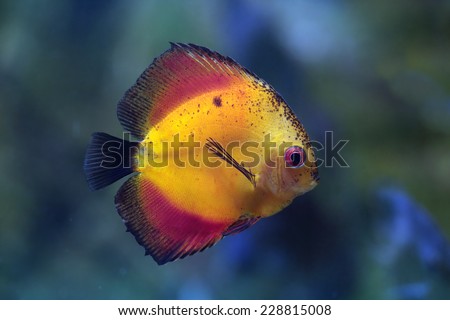 Rriver fish (species Yellow Marlboro), underwater photography