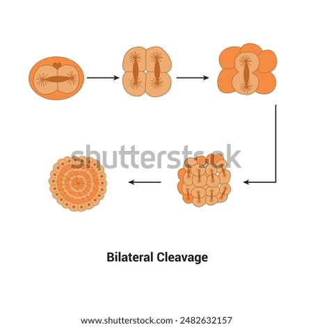 Bilateral Cleavage biology element Class Chordata