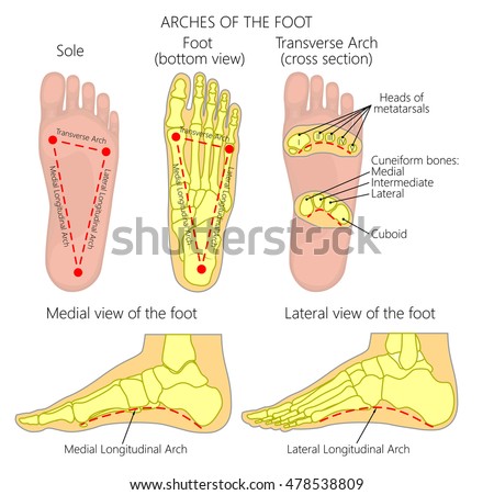 Vector Diagram Arches Of The Foot: Medial And Lateral Longitudinal And ...