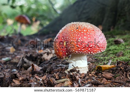 Mushroom Amanita Muscaria solitair in the wood
 Stockfoto © 