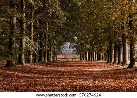 Lane of beeches in autumn with open end Stockfoto © 