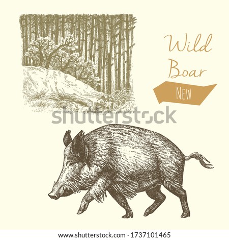 Wild Boar Drawing At Getdrawings Free Download
