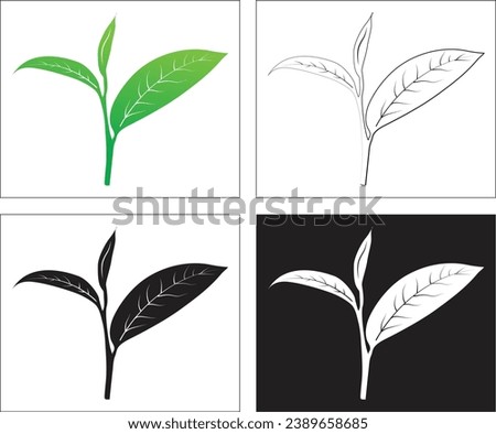 Tea Leaf, 2 leaf and buds. Vector Art