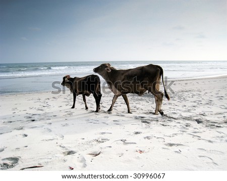 COSTA DEL SOL, EL SALVADOR. Two cows on a beach on the beach Costa del Sol in El Salvador.