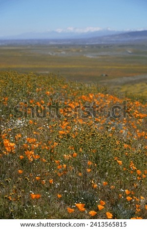 Similar – Image, Stock Photo poppy seed cap