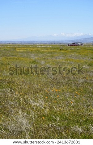 Similar – Image, Stock Photo poppy seed cap