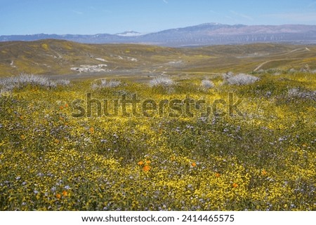 Similar – Image, Stock Photo poppy seed cap