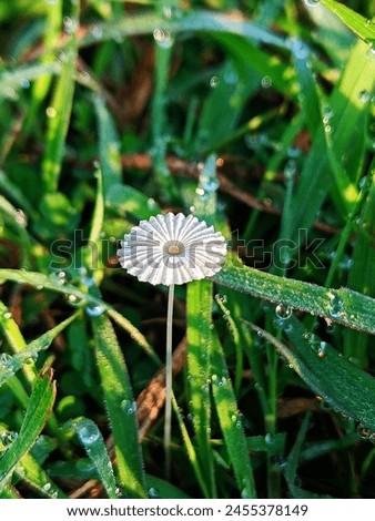 Similar – Image, Stock Photo A mushroom was found, which was called the “curly hen”. It lies in a hand. The background is dark.