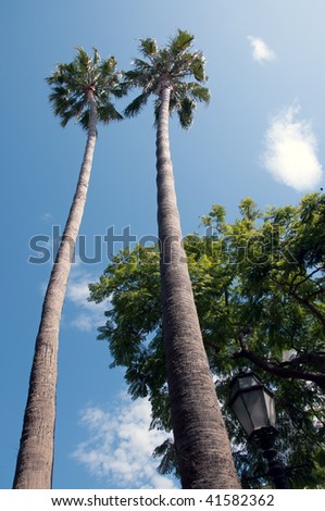 two palm trees towers above a street lamp on state street in santa barbara