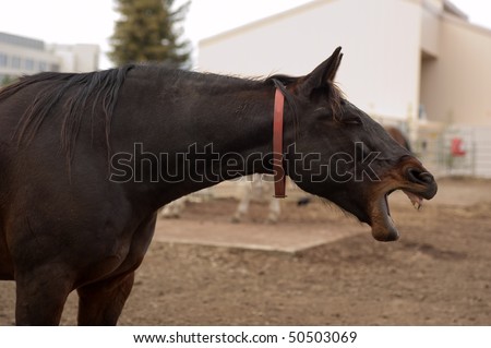 a horse baying with bare teeth