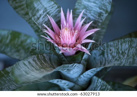 Aechmea Fasciata Bromeliad Flower Stock Photo 63027913 : Shutterstock