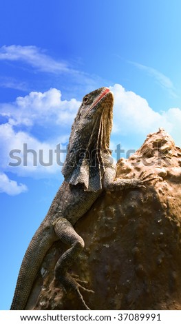 The lizard on a stone looks upwards. Sky background. Chlamydosaurus kingii.