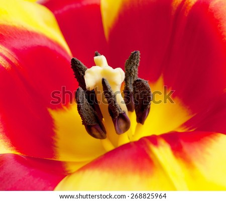 A closeup view with selective focus emphasis on the pistil and stamens inside a tulip in Spring